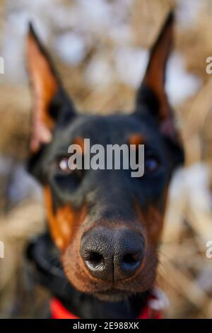 Portrait d'un chien Doberman Pinscher noir et brun avec des oreilles coupées en position extérieure, gros plan Banque D'Images