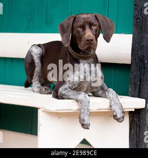 Braque allemand chien Banque D'Images