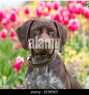 Braque allemand chien Banque D'Images