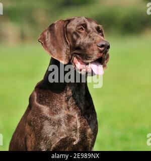 Braque allemand chien Banque D'Images