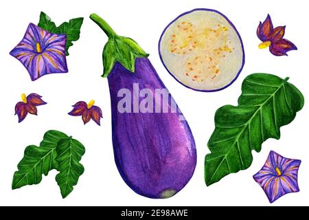 Aquarelle d'aubergine sur fond blanc isolé Banque D'Images