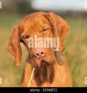 Chien hongrois à poil dur Vizsla Banque D'Images