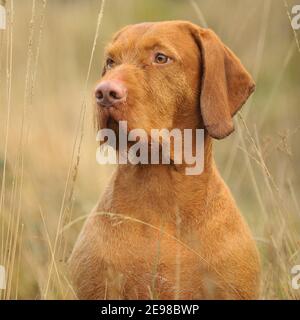 Chien hongrois à poil dur Vizsla Banque D'Images