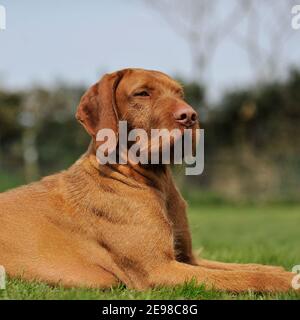 Chien hongrois à poil dur Vizsla Banque D'Images