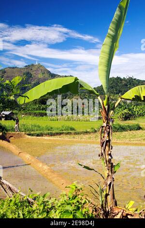 Plateau central, Sri Lanka - décembre 9. 2010: Vue au-delà du palmier sur rizières, arrière-plan des montagnes (focus sur la feuille de palmier à gauche) Banque D'Images