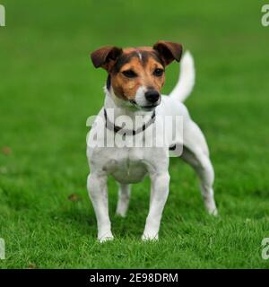 Jack Russell Terrier dog Banque D'Images