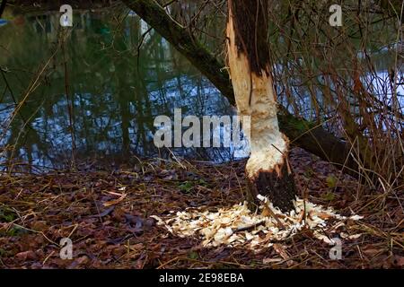 Dommage causé par un castor à un tronc d'arbre près de une rivière Banque D'Images