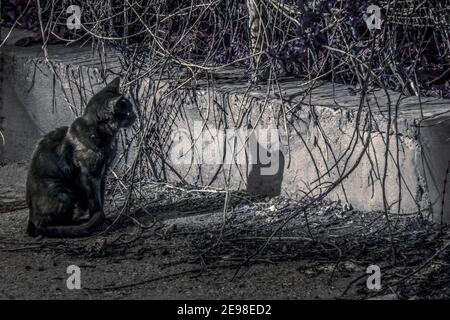 Un chat assis au-dessus d'un champ de terre Banque D'Images