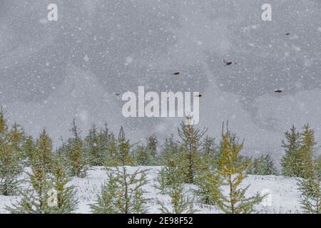 Rosy Finch à couronne grise, Leucosticte tephrocotis, survolant les larches alpines, Larix lyallii, dans la neige qui tombe au col de Numa dans le parc national kootenay i Banque D'Images