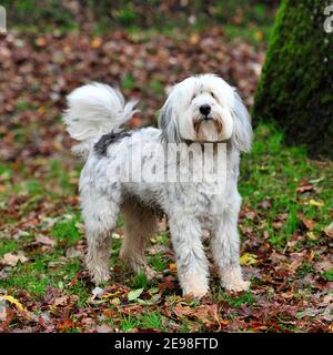 Labradoodle Banque D'Images