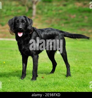 Labradoodle Banque D'Images