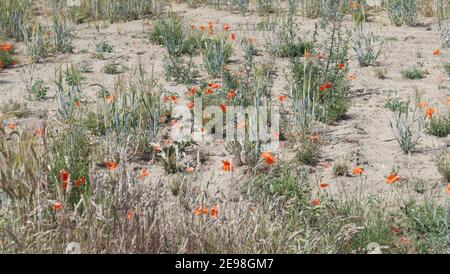 Les coquelicots rouges grandissent au bord d'un champ de blé Banque D'Images