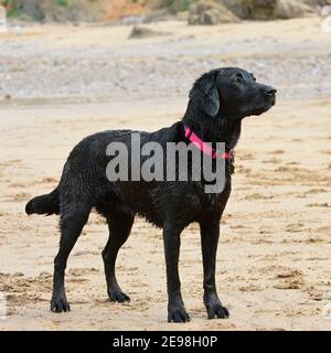 Chien labrador noir Banque D'Images