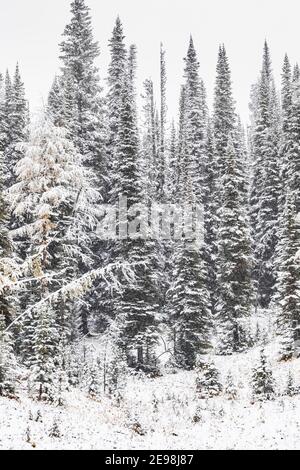 Neige fraîche au terrain de camping Floe Lake, dans le parc national Kootenay, dans les Rocheuses canadiennes, en Colombie-Britannique, au Canada Banque D'Images