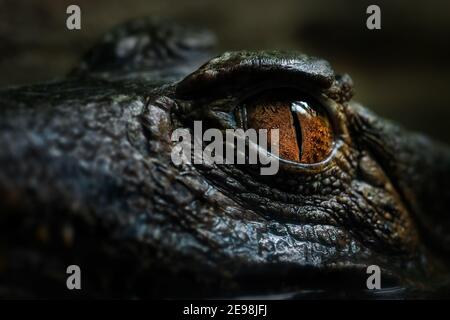 Caiman à front lisse de Cuvier - Paleyuchus palpebrosus, détail oeil du petit crocodile sud-américain, Brésil. Banque D'Images