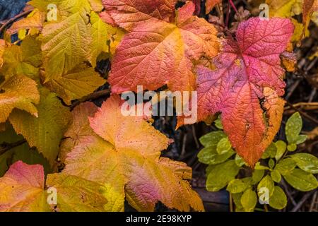 Couleurs d'automne sur le Thimbleberry, Rubus parviflorus, feuilles dans le parc national Kootenay, dans les Rocheuses canadiennes, en Colombie-Britannique, au Canada Banque D'Images