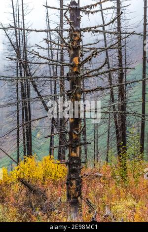 Arbres tués par un incendie de forêt en 2003, le long du sentier du lac Floe, dans le parc national Kootenay, dans les Rocheuses canadiennes, en Colombie-Britannique, au Canada Banque D'Images