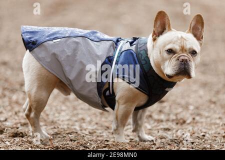 Jeune Frenchie masculine vêtue d'un imperméable Banque D'Images