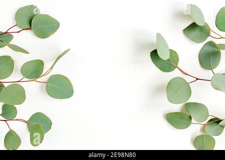 Feuilles vertes eucalyptus isolées sur fond blanc. Banque D'Images