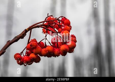 Canneberge, Viburnum edule, baies le long du sentier du lac Floe dans le parc national Kootenay, dans les Rocheuses canadiennes, Colombie-Britannique, Canada Banque D'Images