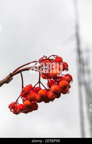 Canneberge, Viburnum edule, baies le long du sentier du lac Floe dans le parc national Kootenay, dans les Rocheuses canadiennes, Colombie-Britannique, Canada Banque D'Images