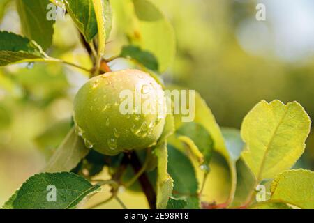 Pomme verte parfaite poussant sur l'arbre dans le verger de pomme biologique. Vue automnale sur le jardin de style campagnard. Nourriture saine vegan végétarien bébé manger con Banque D'Images