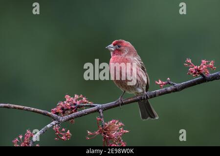 Portrait d'une maison masculine adulte aux couleurs vives finch, Hécorhous mexicanus, perchée sur une branche d'érable en fleur. Banque D'Images