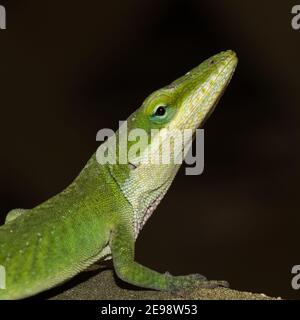 Gros plan d'un lézard vert anole, Anolis carolinensis. Banque D'Images