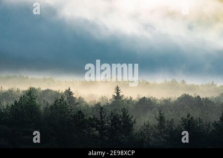 Brume matinale sur une forêt de vallée de montagne Banque D'Images