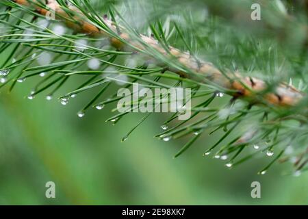 Gros plan des gouttes de pluie se ramassant sur les extrémités de l'épinette aiguilles dans une forêt pluvieuse Banque D'Images