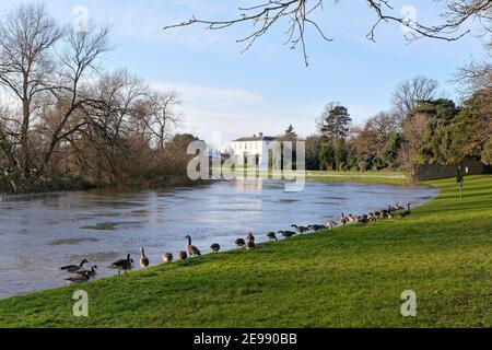 Un troupeau de Bernaches du Canada, Branta canadensis, sur la rive de la Tamise à Shepperton, le jour de l'hiver, Surrey, Angleterre, Royaume-Uni Banque D'Images