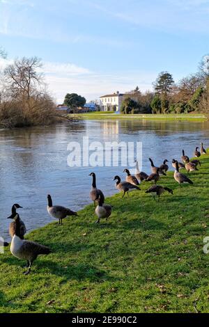 Un troupeau de Bernaches du Canada, Branta canadensis, sur la rive de la Tamise à Shepperton, le jour de l'hiver, Surrey, Angleterre, Royaume-Uni Banque D'Images