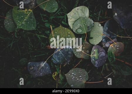 Le Dew du matin s'accumule sur les feuilles d'Aspen tombées. Banque D'Images