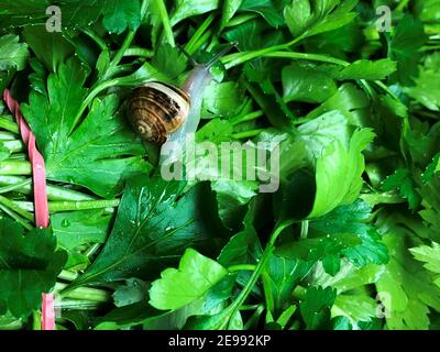 un petit escargot dans les feuilles de persil mouillées Banque D'Images