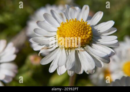 Bellis perennis fleurs blanches de près Banque D'Images
