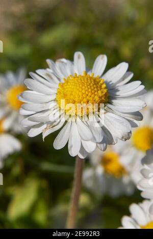 Bellis perennis fleurs blanches de près Banque D'Images