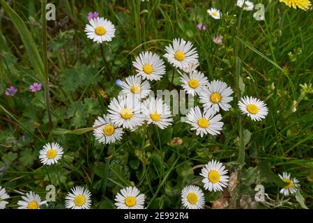 Bellis perennis fleurs blanches de près Banque D'Images