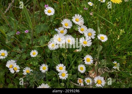 Bellis perennis fleurs blanches de près Banque D'Images