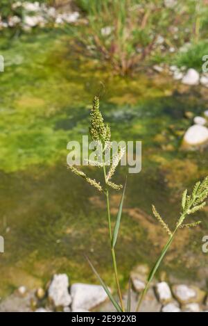 Echinochloa crus-galli plante gros plan Banque D'Images