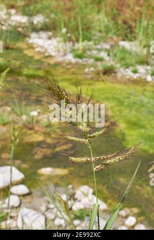 Echinochloa crus-galli plante gros plan Banque D'Images