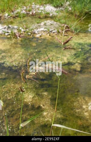 Echinochloa crus-galli plante gros plan Banque D'Images