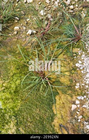 Echinochloa crus-galli plante gros plan Banque D'Images