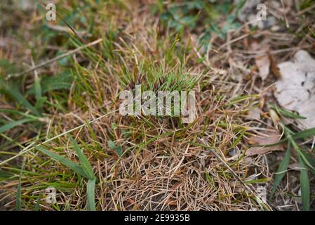 POA bulbosa oreille gros plan Banque D'Images