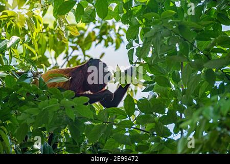 Singe hurleur rouge guyanan (Alouatta macconnelli) dans des feuilles mangeant des arbres, parc naturel de Brownsberg, réserve naturelle dans le district de Brokopondo, Suriname Banque D'Images