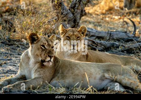 Les jeunes lions se reposent au coucher du soleil pendant le safari africain Banque D'Images