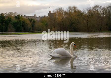 Eton, Windsor, Berkshire, Royaume-Uni. 3 février 2021. Un cygne flotte gracieusement sur les champs inondés avec la toile de fond du château de Windsor vers les jardins de Luxmore. La Tamise a fait éclater ses berges à Eton et a inondé les jardins de Luxmore. Une alerte d'inondation demeure en place le long de la Tamise, de Maidenhead à Windsor et Eton. On s'attend à ce que les niveaux des cours d'eau demeurent élevés pendant les prochains jours, mais on ne s'attend pas actuellement à des inondations. Crédit : Maureen McLean/Alay Live News Banque D'Images