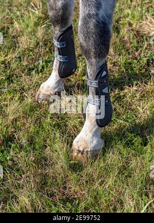 Gros plan des bottes Veredus Tendon sur les jambes de chevaux Banque D'Images
