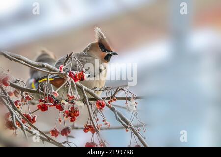 Waxwing (Bombycilla garrulus) sur branche d'écrevisse avec alimentation de fruits rouges. Portrait en gros plan de l'oiseau coloré dans la faune d'hiver en Sibérie sur bl Banque D'Images