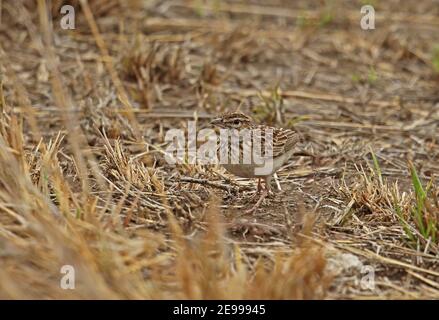 Sapota Lark (Calendulauda sabota) adulte marchant au sol dans le parc national Kruger, Afrique du Sud Novembre Banque D'Images