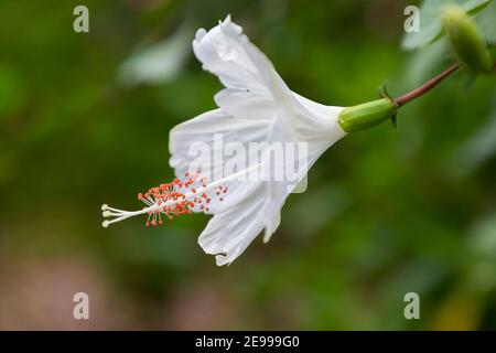 Fleur d'hibiscus blanche montrant de l'endurance et des anthères, Gibraltar Banque D'Images